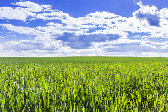 campo de trigo con cielo azul
