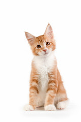 Little red kitten sitting on white background. Studio photography.
