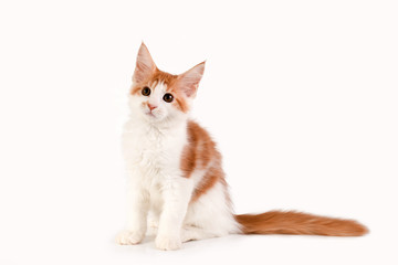 Little red kitten sitting on white background. Studio photography.
