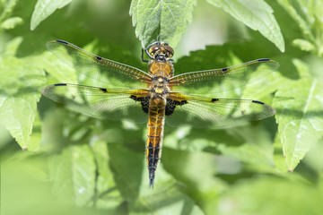 Four Spotted Chaser Dragonfly