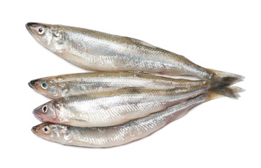 Smelt fishes