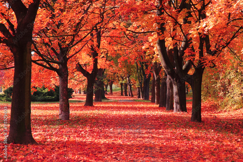 Poster color autumn forest