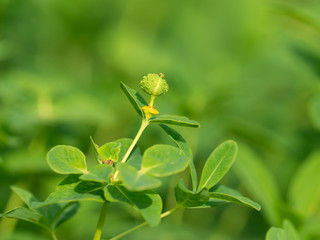 初夏の湿地に自生するノウルシ