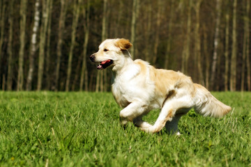 happy dog Golden Retriever runs