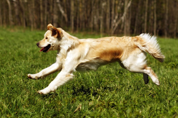 Happy dog Golden Retriever jumps