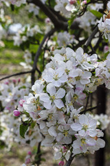 Obraz premium Blooming apple tree branch in a spring garden