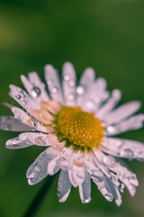 Daisy with water droplets