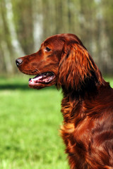 Beautiful dog Irish setter