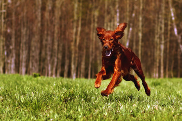 Beautiful dog Irish setter runs