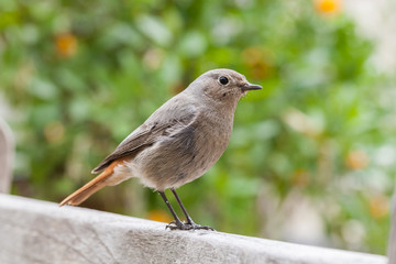Hausrotschwanz in der Stadt