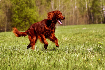 happy dog Irish setter running