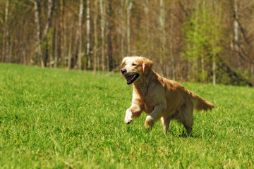 dog Golden Retriever runs