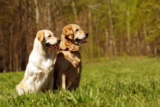 two dogs Golden retrievers