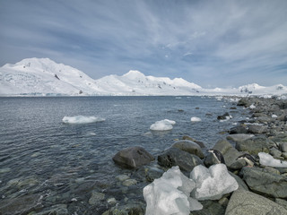 penguin pair on the rocks