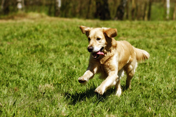 Happy dog Golden Retriever jumps