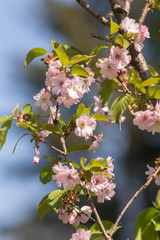 cherry blossoms in the spring