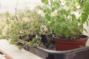 Potted organic herbs garden in the balcony for aromatic and cook
