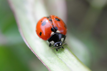 Fototapeta premium Macro of ladybug on a blade of grass 