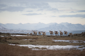 A herd of deer on the background of a mountain landscape of Iceland