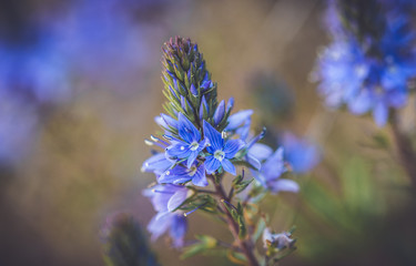 Obraz premium spring flowers