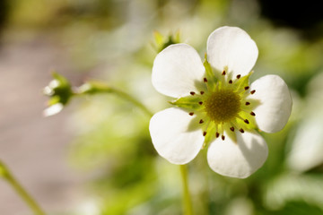 Wild strawberry flowers