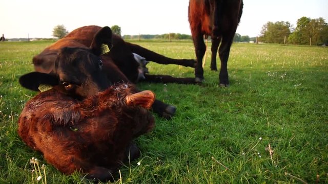New born calf lying on ground and tired mother cow licking young infant and then also lying down Aberdeen Angus cattle beautiful summer evening grass field minutes after birth young baby still wet