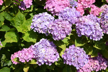 Obraz premium パンピンク（紫陽花）／山形県にあるアジサイ園で撮影した、パンピンクという紫陽花の写真です。