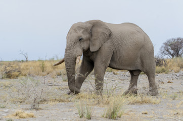Fototapeta na wymiar Elefant - Bulle