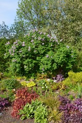 Fototapeta na wymiar Bunter Frühlingsblumengarten mit lila blühendem Fliederbaum 