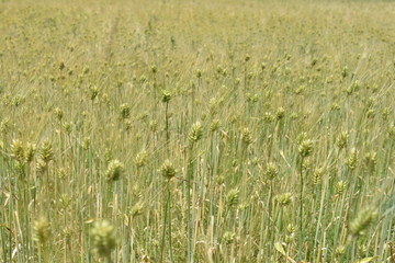 麦畑／山形県の庄内地方で麦畑を撮影した写真です。