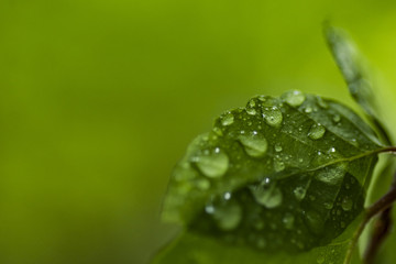Green leaf with waterdrop - pure nature concept.