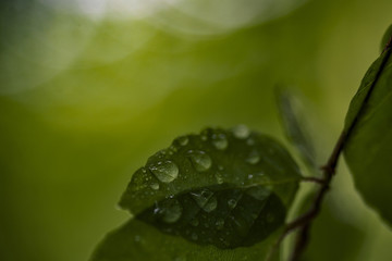 Green leaf with waterdrop - pure nature concept.