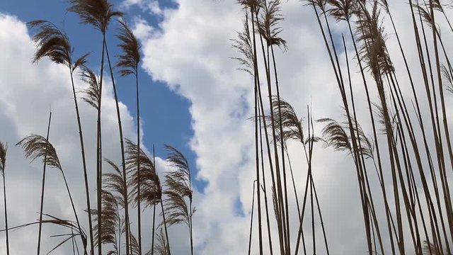 High reed against sky in wind day. 