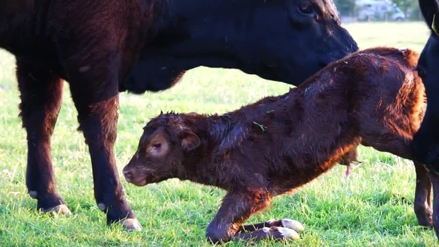 New born calf struggling to rise to its feet sixth attempt and almost made it but falls down again cute to see mother cow licking young infant vigorously Aberdeen Angus cattle minutes after birth