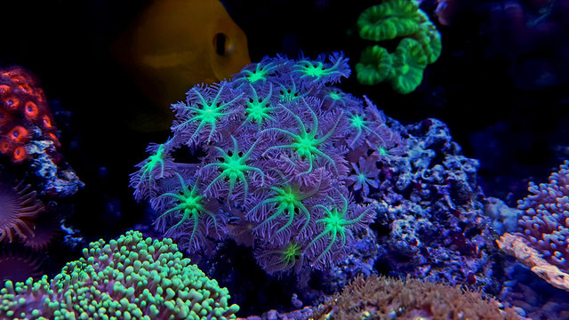 Clavularia Glove polyp coral
