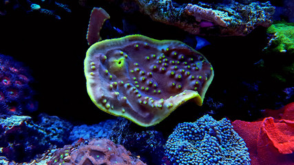 Turbinaria LPS coral