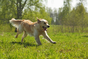 Happy dog Golden Retriever jumps