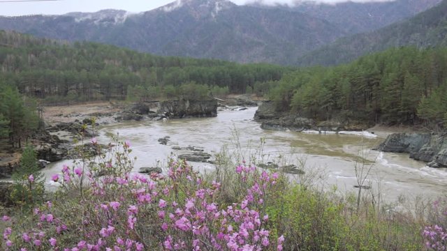 Blooming bagulnik on the background of the Altai mountains and the Katun river.