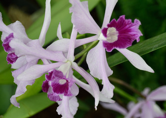 Panele Szklane Podświetlane  Orchidea