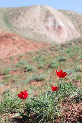 red tulips (Tulipa gesneriana, Tulipa suaveolens, Tulipa schrenkii) near mount Bogdo. vertical...