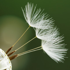 Dandelion flower background. Dandelion on natural background