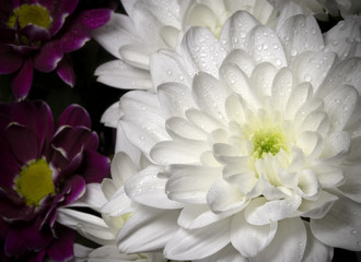 White chrysanthemum with dew drops