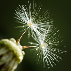 Dandelion flower background. Dandelion on natural background