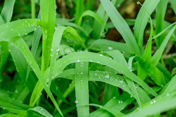 Obraz premium Dew grass