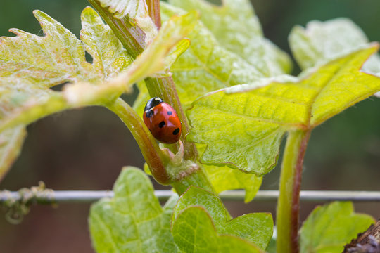 coccinelle dans la vigne