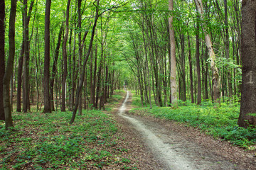 curve footpath through spring green forest