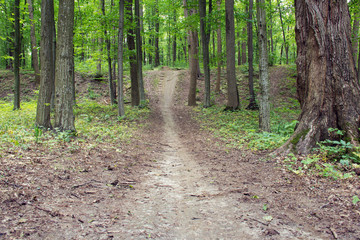 Fototapeta premium footpath through spring green forest