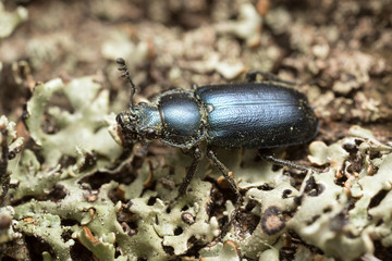 Platycerus beetle on lichen