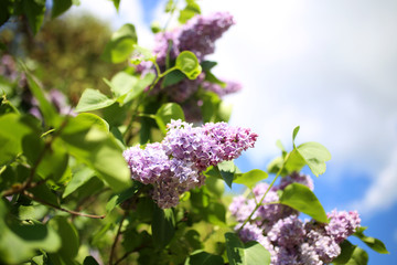 Fototapeta na wymiar Lilac blooms. A beautiful bunch of lilac closeup. Green branch with spring lilac flowers. Lilac bush. Lilac flowers on tree in garden.