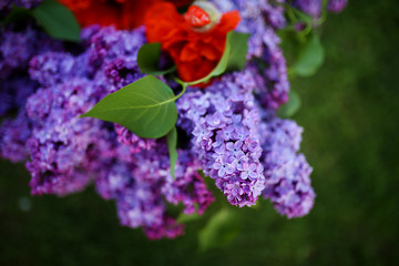 Lilac blooms. A beautiful bunch of lilac closeup. Green branch with spring lilac flowers. Lilac bush. Lilac flowers on tree in garden.